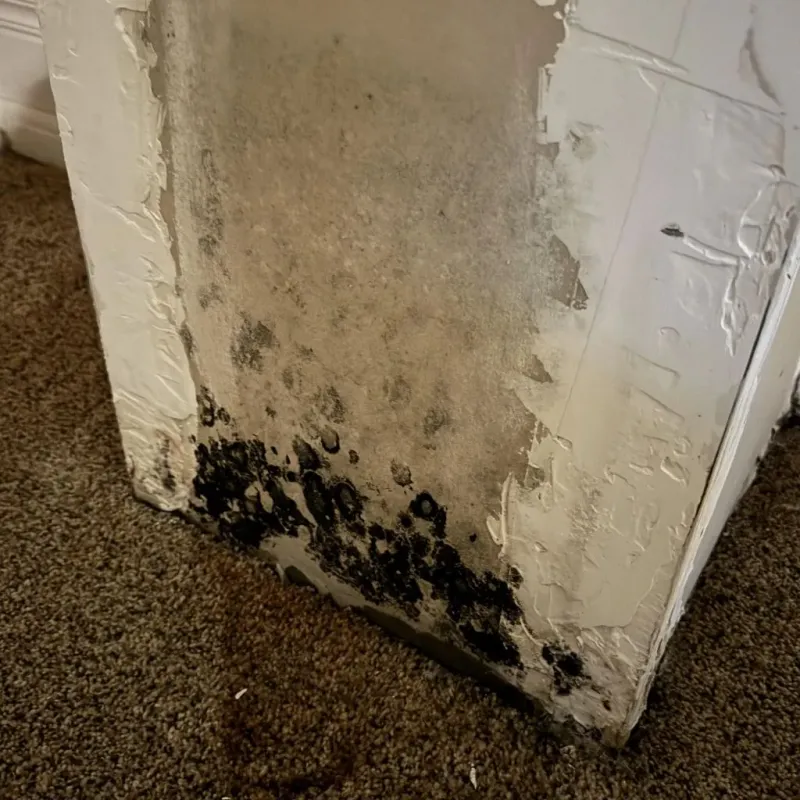 Professional Mold Removal in Monroe County, GA